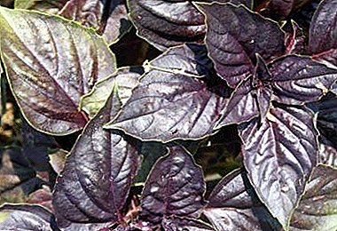 보라색 향신료 - 바 질 아라 라트. 식물 묘사, 성장 및 관리의 특징, 사진