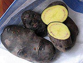 Violetinis stebuklas - bulvių bulvių įvairovė: nuotraukos, bruožai ir šakninių daržovių aprašymas