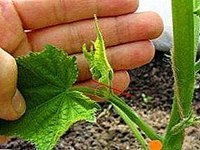 Vytváranie uhorky v polykarbonátovom skleníku: ako správne stlačiť? Schéma a fotografia