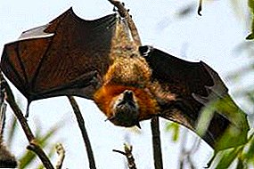 Where does the flying beauty or bat habitat live?