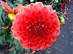Dahlia - la reina entre las flores en la bola de otoño