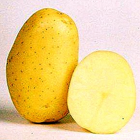 Pelbagai kentang Jerman Zekura untuk Rusia tengah