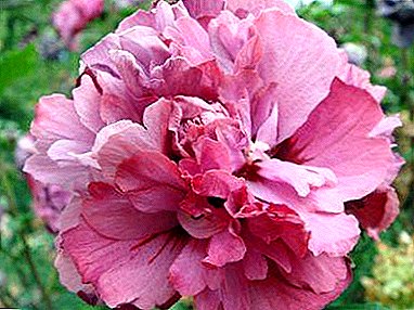 Hibiscus Duc de Brabant: zieda apraksts, stādīšanas un kopšanas noslēpumi