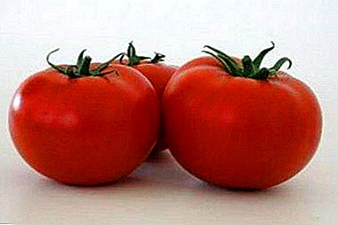 Hübriid suurepärase saagikusega - Bella Dew tomato: sordi omadus ja kirjeldus