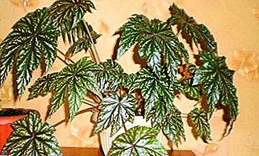 Hybrydowy Begonia Griffon - opis i funkcje domowej opieki, zdjęcia roślin
