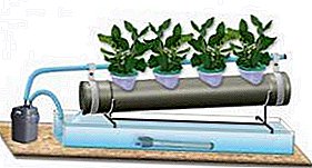 الدفيئات المائية: زراعة الخضر والخضروات بطريقة حديثة