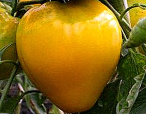Obrie ruského výberu - paradajka "Kráľ Sibíri": popis, popis, foto