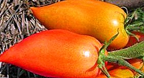 Gigante entre los tomates "Tío Stepa": descripción y secretos de cultivar variedades