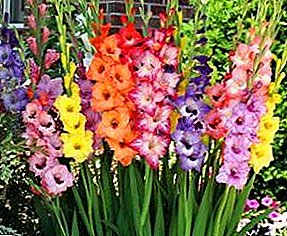 Gladiolus - flowers that never go out of fashion
