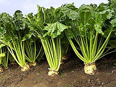 The main thing is a favorable environment. Where in the world and in Russia they grow sugar beets?