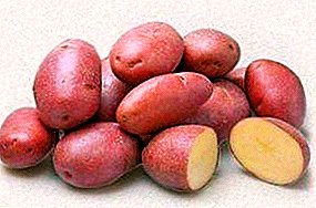 Courage Dutch Potatoes: mô tả đa dạng, đặc điểm và hình ảnh