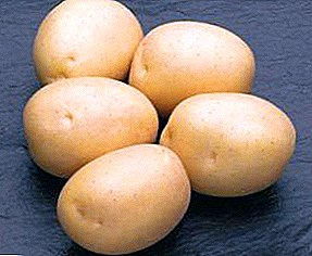 Голландський картопля «Сифра»: опис нового сорту для цінителів класики