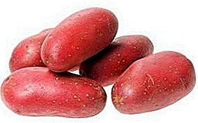 Scarlet's Dutch Potatoes: Excellent Taste and Long-Term Storage