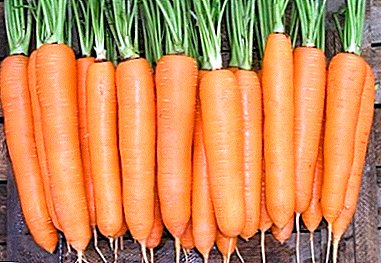 Dutch carrot variety Dordogne - full description and growing tips
