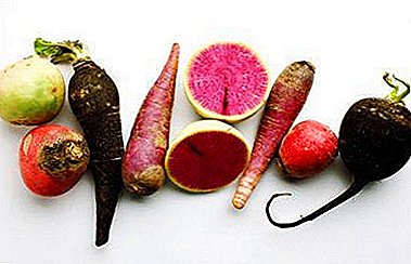 Bitter, but healing radish. Benefits for the body, use in traditional medicine and cosmetology, contraindications