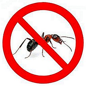 الضيوف في داشا. كيف تتخلص من النمل في الحديقة؟