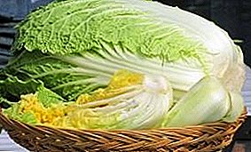 Guest from China: how to keep Peking cabbage for the winter at home?