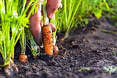 Rotação de culturas competente é a chave para a produtividade! Depois disso, plantar cenouras e vegetais que você pode plantar para substituí-lo?
