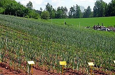 Pravilno uzgoj češnjaka kao posao: profitabilnost, planovi i tehnologije uzgoja