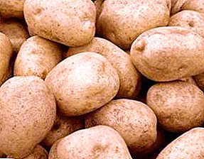 Gabenor kentang "Tuleevsky": pelbagai deskripsi, foto, ciri-ciri, ciri-ciri
