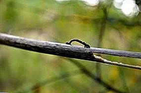 Caterpillar Landvermesser: erstaunlicher, aber sehr gefährlicher Nachbar