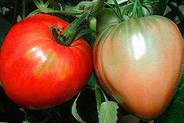 Características, ventajas, características del cultivo de un tomate de un grado "Pudovik"