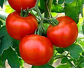 Características y descripción de la variedad de tomate Gina: cultivo y control de plagas, foto de tomate y ventajas de variedad