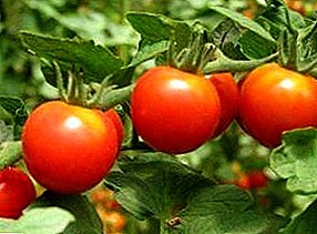 Klusha tomātu šķirnes raksturojums un apraksts, audzēšana atklātā laukā un siltumnīcā, augļu fotogrāfija