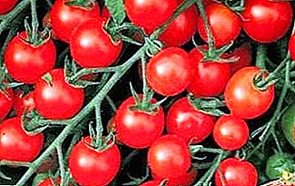 Características, características, ventajas de un grado de un tomate "Sweet cluster".