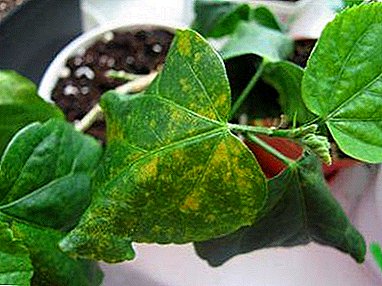 Characteristics of common hibiscus leaf diseases and proper treatment