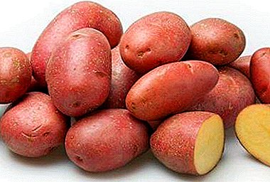 Charakteristika ruského bramboru "Ryabinushka": popis odrůdy, fotografie