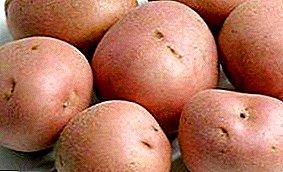 Características de las patatas de siembra "Romano", descripción de la variedad y foto.