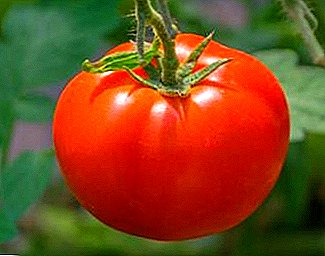 Egenskaper av variasjonen, verdighet, sykdom og kontrolltiltak i dyrking av tomat "Fett"