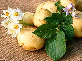 Karakteristik af middelsæson kartoffel "Santana": Beskrivelse af sorten og billedet