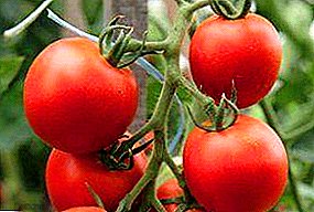 Egenskaper, fördelar, egenskaper vid odling av en hybrid tomat Kostroma
