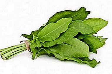 Chemical composition, caloric and nutritional value of sorrel. What is the combination of the product?