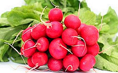 Chemical composition, caloric content and benefits of radish. Can a root vegetable harm health?