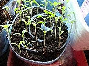 La forma difícil de obtener el producto, cultivando y sembrando pimienta en las plantas de semillero en un caracol.