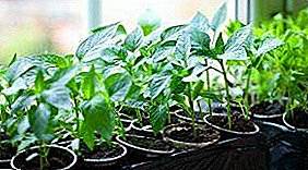 Forkølelse er ikke en hindring - vi vil finde ud af, hvornår man skal plante peberfrugter til frøplanter i Sibirien: udvælgelse og tilberedning af frø, datoer for plantning og omhu efter transplantation til åbent areal