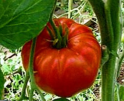 Cold-resistant grade of tomato of the Siberian selection "Eternal Call"