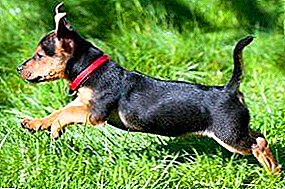 Guter Schutz für Ihr Haustier! Überprüfung von Floh- und Zeckenhalsbändern für Hunde