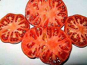 الطماطم الجيدة ذات الغلة العالية "سكر بيسون": وصف للتنوع ، والخصائص ، والتوصيات