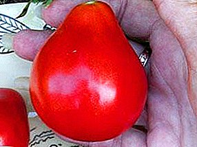 Pelbagai jenis hibrida tomato yang baik untuk rumah hijau dan tanah terbuka - "Truffle Merah"