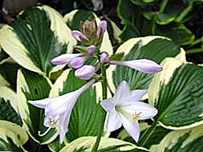 Hosta Planting and care - a great mood at the cottage!