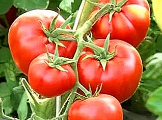 ¿Quieres rendimientos irreales? Elija una variedad de tomate "Babushkino": descripción y foto