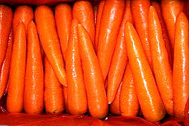 ต้องการที่จะมีแครอทแสนอร่อยในสต็อกในช่วงฤดูหนาว - พันธุ์ที่ดีที่สุดและวิธีการเก็บไว้ วิธีการตัดผัก?