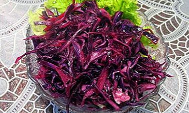 Want to know how to pickle red cabbage? A selection of simple and delicious homemade recipes