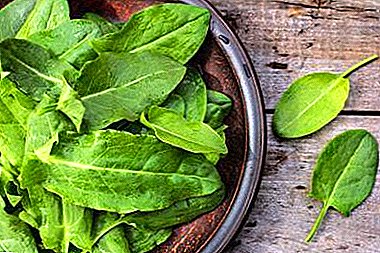 Housekeeping note: when harvested sorrel and how to keep it right?