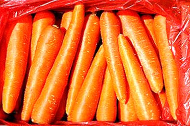 Nota de arrumação: posso congelar cenouras inteiras ou raladas no inverno? Dicas para armazenar vegetais de raiz na célula