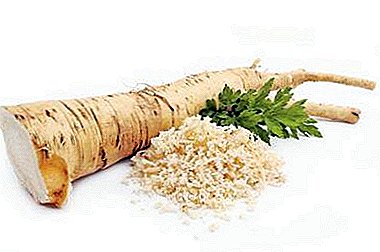 Horseradish: composition features, benefits and harm to human health